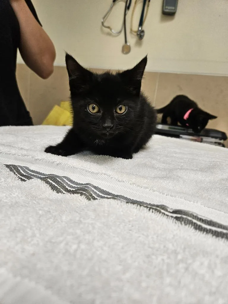 A baby small-sized male Domestic Short Hair cat named Hades for adoption in Pratt, KS