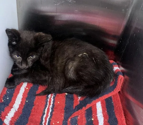 A baby small-sized male Domestic Short Hair cat named Flip for adoption in Staten Island, NY