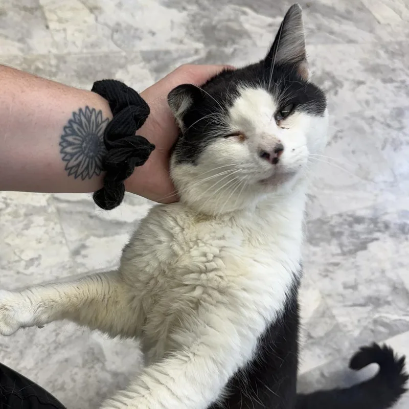 An adult small-sized male Black Domestic Short Hair cat named Romeo for adoption in Oak Hill, WV