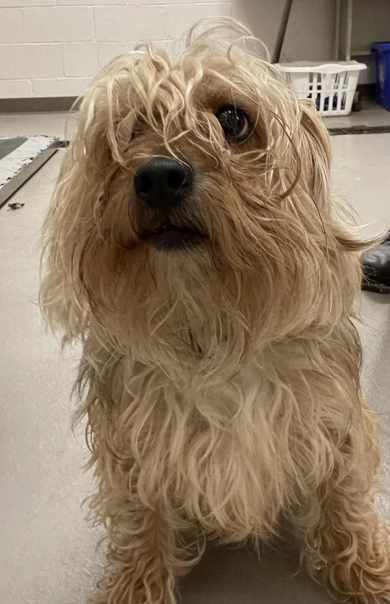 A young small-sized male Brown / Chocolate Yorkshire Terrier dog named Jetson Hold for adoption in Canton, OH