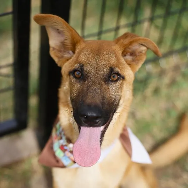 A young small-sized female German Shepherd Dog dog named Pumpkin for adoption in San Antonio, TX