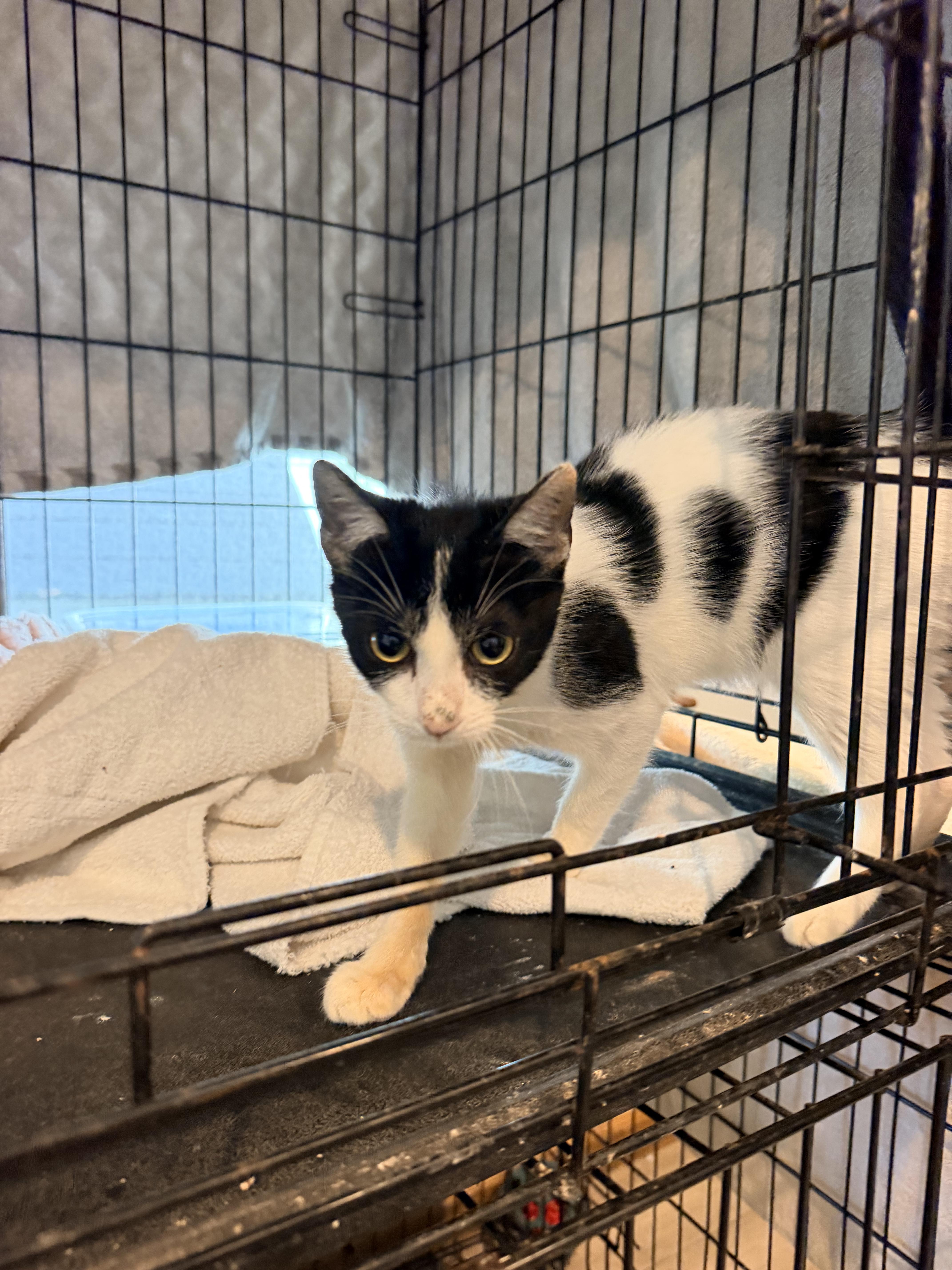 A baby medium-sized female Domestic Short Hair cat named Ever for adoption in Shrewsbury, MA