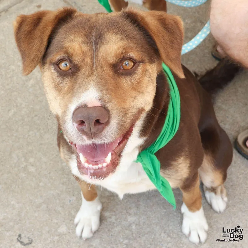 A young medium-sized female Shepherd dog named Jamima for adoption in Washington, DC