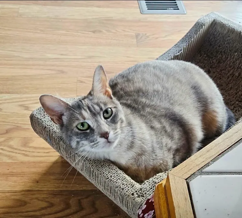 A young small-sized female Dilute Tortoiseshell Domestic Short Hair cat named Fog for adoption in Lincoln, NE