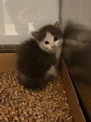A baby small-sized male Domestic Long Hair cat named Philadelphia for adoption in Gastonia, NC