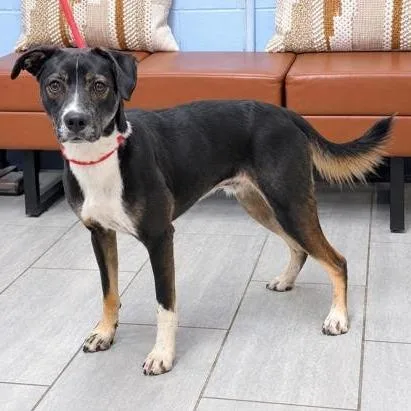 A young medium-sized male Black Labrador Retriever dog named Benson for adoption in Hawthorne, CA