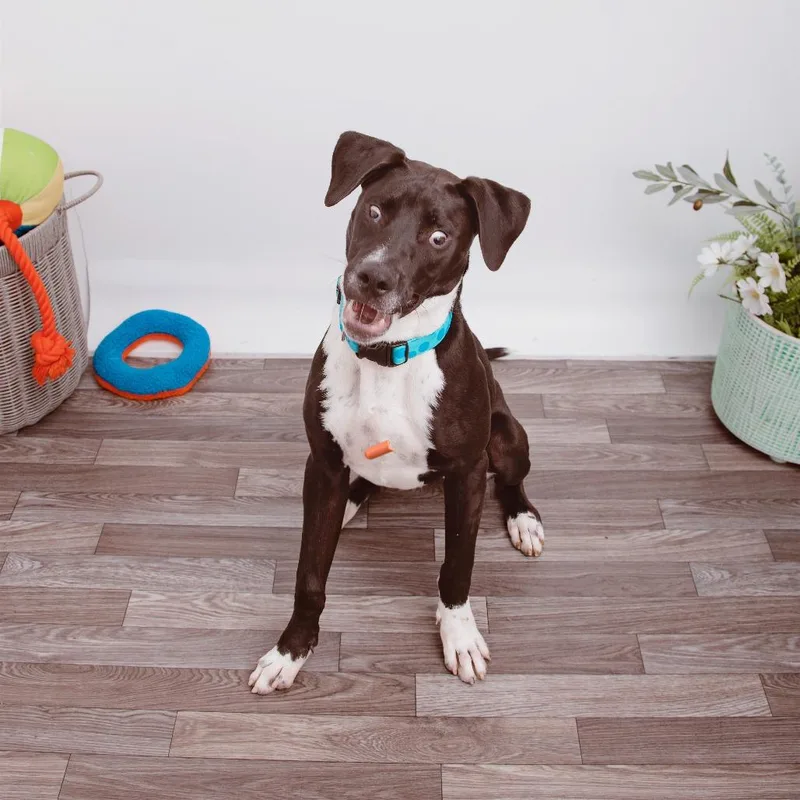 A young medium-sized male Great Dane dog named Archibald for adoption in Los Angeles, CA