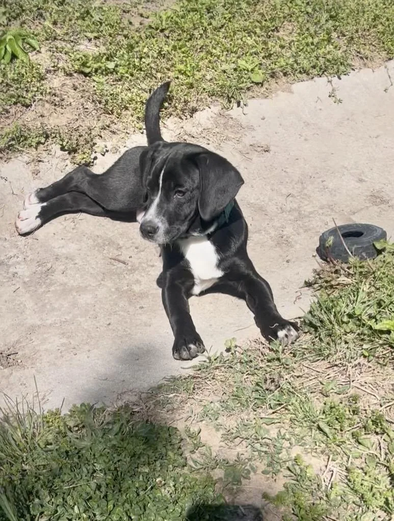 A baby medium-sized male Black Mixed Breed dog named Charlie for adoption in Fairfax, VA