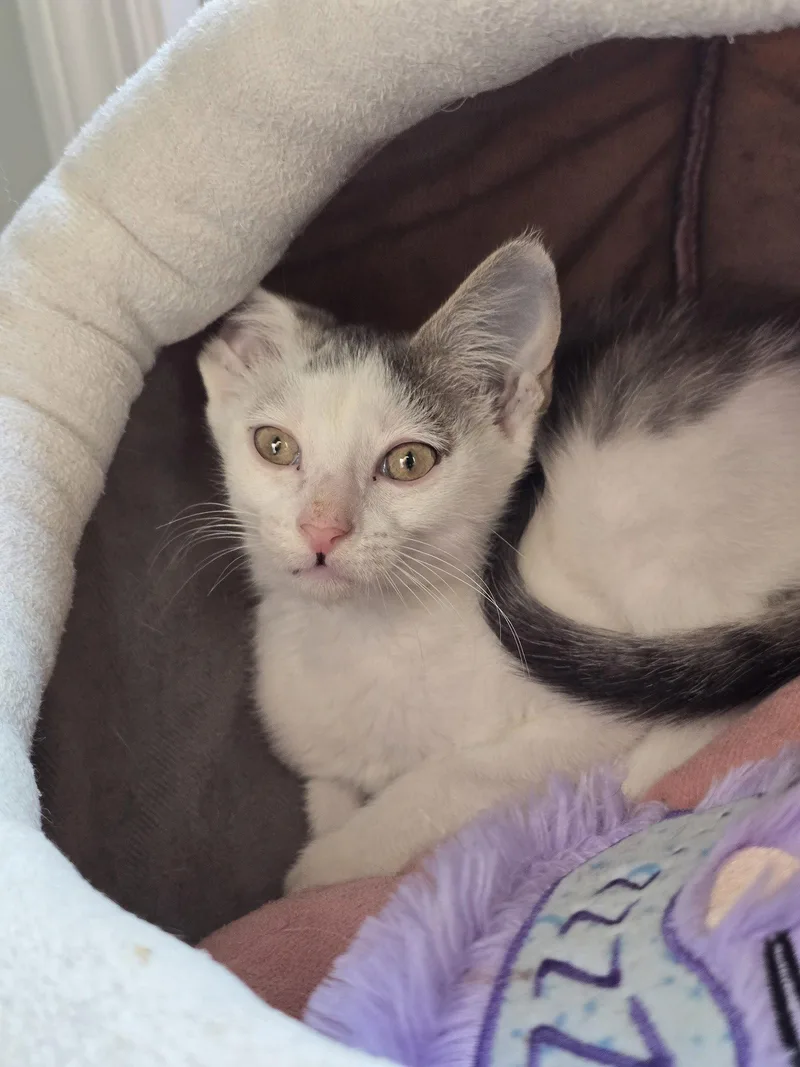 A baby small-sized male Gray & White Domestic Short Hair cat named Forest for adoption in Locust Grove, GA