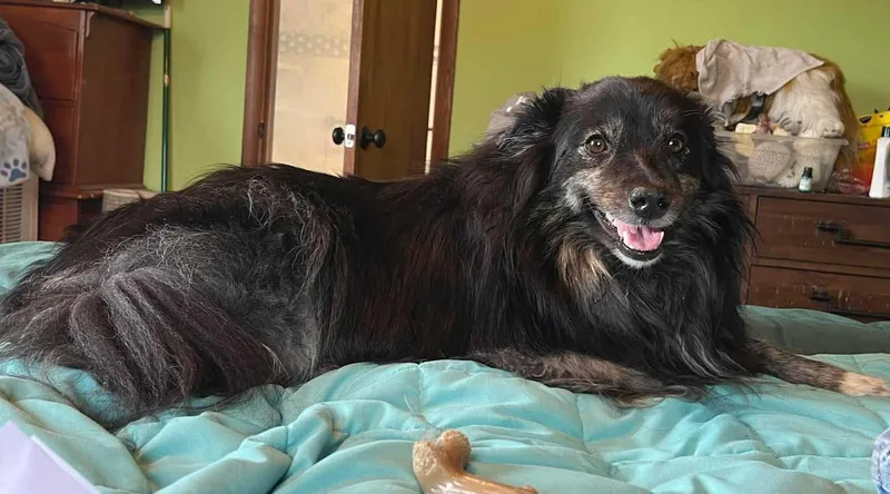 A young medium-sized female Tricolor (Brown, Black, & White) Shetland Sheepdog / Sheltie dog named Java for adoption in New Castle, PA