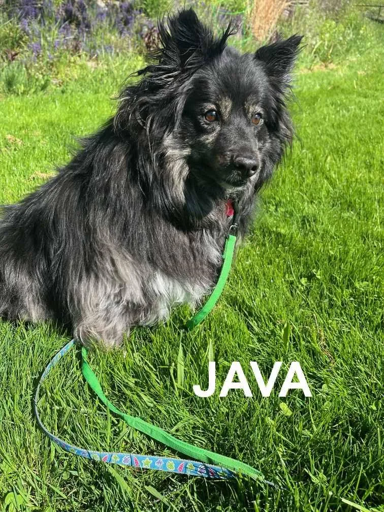 Java thumbnail 2