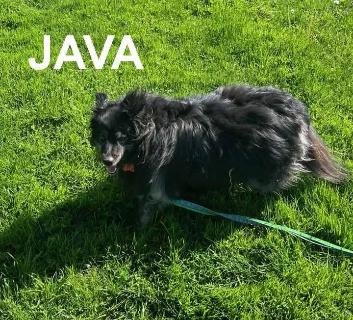 Java thumbnail 4