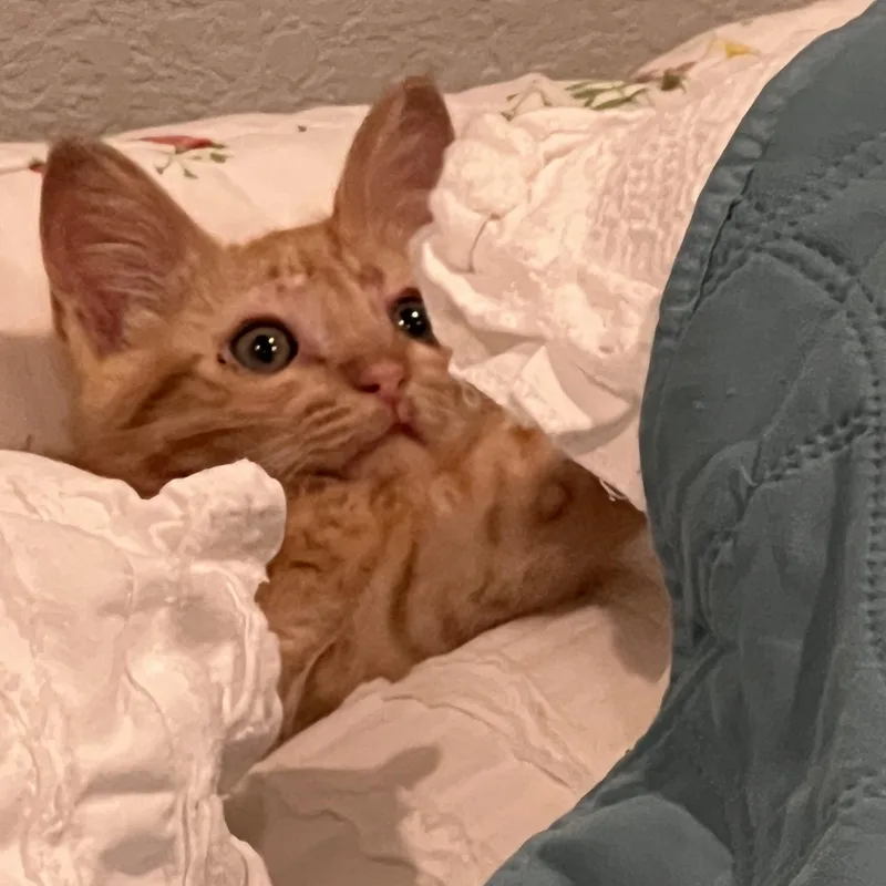 A baby medium-sized male Orange & White Domestic Medium Hair cat named Pickles for adoption in Ladonia, TX