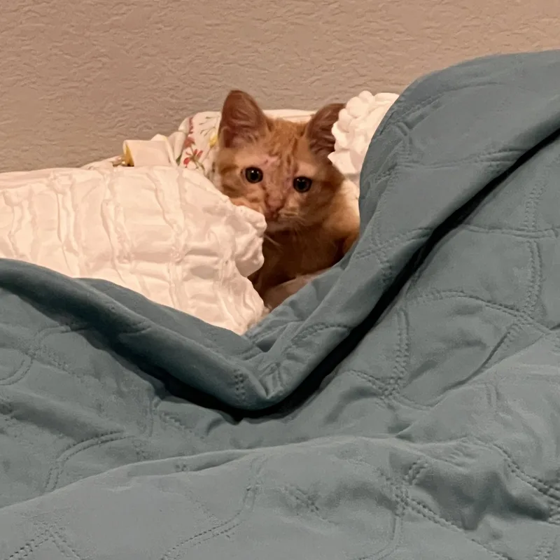 Pickles thumbnail 2