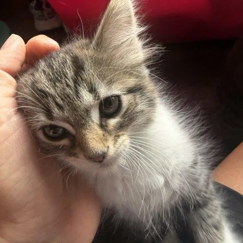 A baby small-sized male Tabby (Brown / Chocolate) Domestic Short Hair cat named Hades for adoption in Fishers, IN