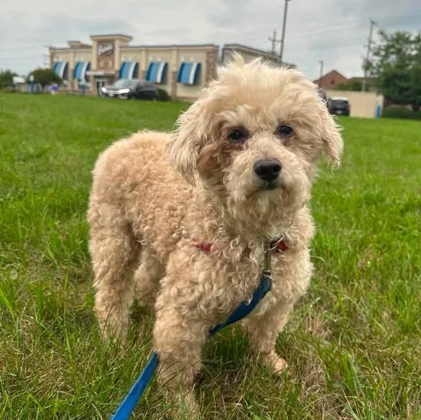Finnegan