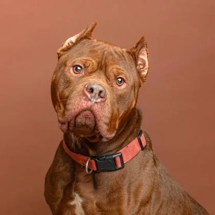 Hamburglar thumbnail 2