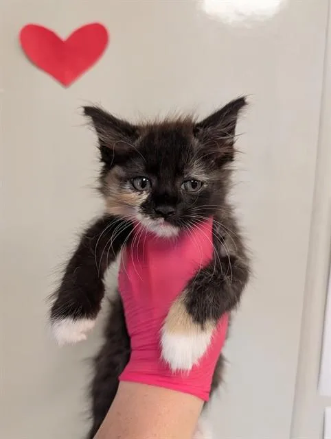 A baby small-sized female Domestic Short Hair cat named A for adoption in Ontario, CA