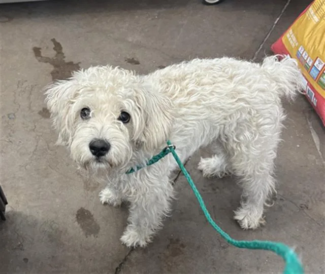 A young small-sized male Mixed Breed dog named Coco for adoption in Dallas, TX
