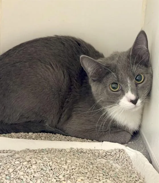 A young medium-sized male Domestic Short Hair cat named Sur for adoption in Riverside, CA