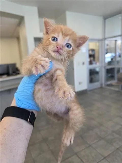 An adult small-sized male Domestic Short Hair cat named Lilo for adoption in San Antonio, TX
