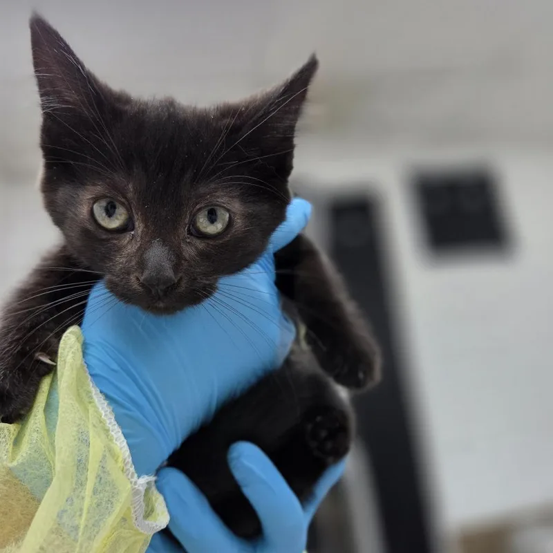 A baby small-sized female Black Domestic Short Hair cat named Carbon for adoption in Incline Village, NV