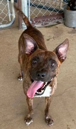 An adult medium-sized male Mixed Breed dog named Ranger for adoption in Lampasas, TX