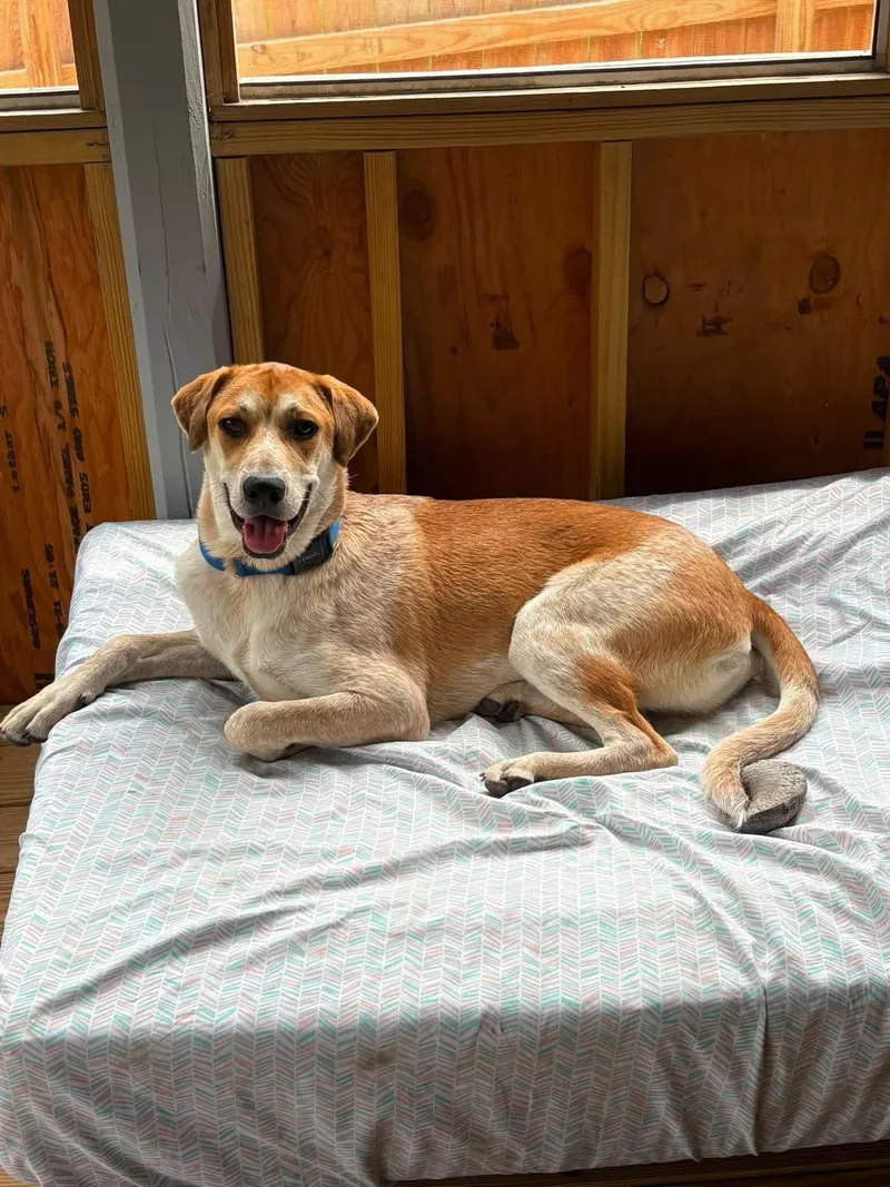 A baby medium-sized male Red / Chestnut / Orange Hound dog named Thor for adoption in Orland Park, IL