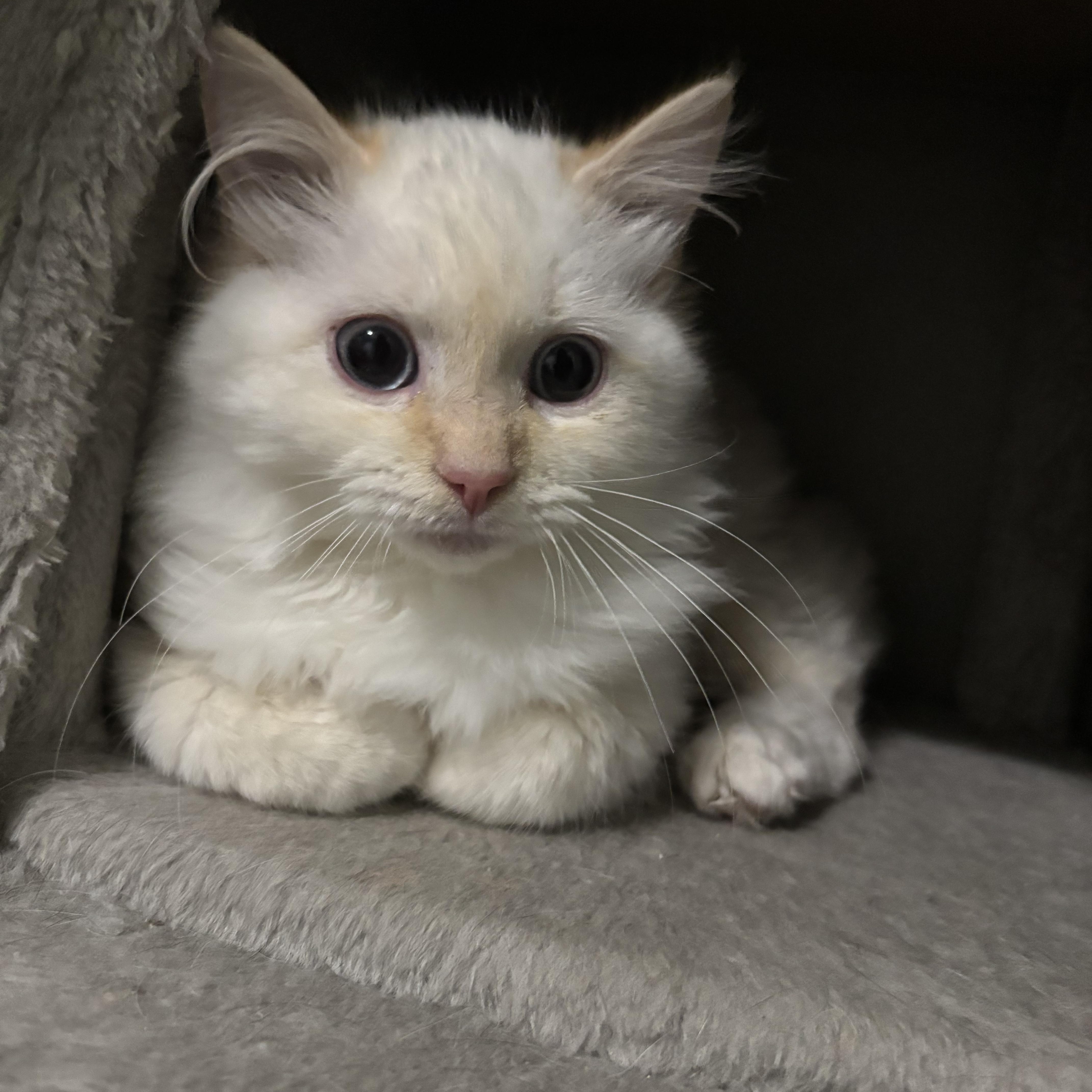 A baby medium-sized male Flame Point Siamese cat named Opie for adoption in Richmond, VA