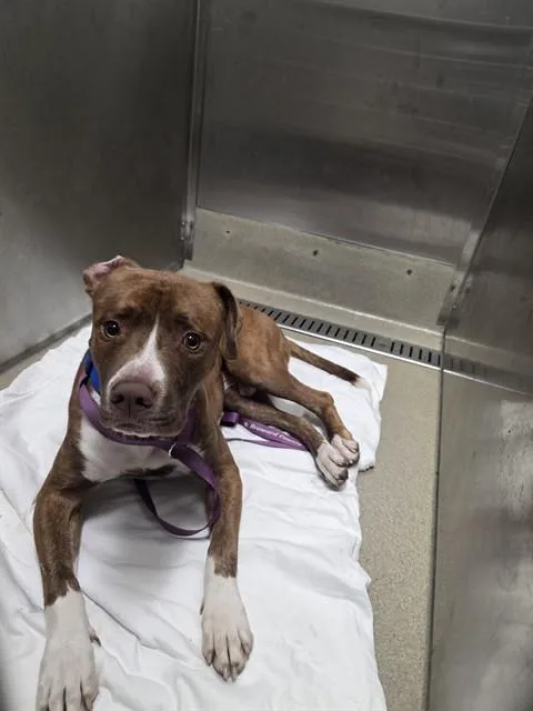 An adult large-sized male American Staffordshire Terrier dog named Shy Guy for adoption in Fort Lauderdale, FL