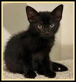 A baby small-sized male Domestic Short Hair cat named Paulie for adoption in Peoria, IL