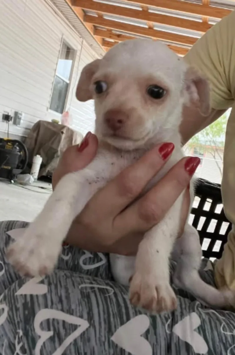 A baby small-sized male Chihuahua dog named Gravy for adoption in Gainesville, VA