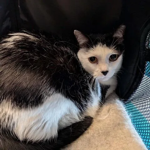 A senior large-sized female White Domestic Short Hair cat named Kate for adoption in Saint Louis, MO