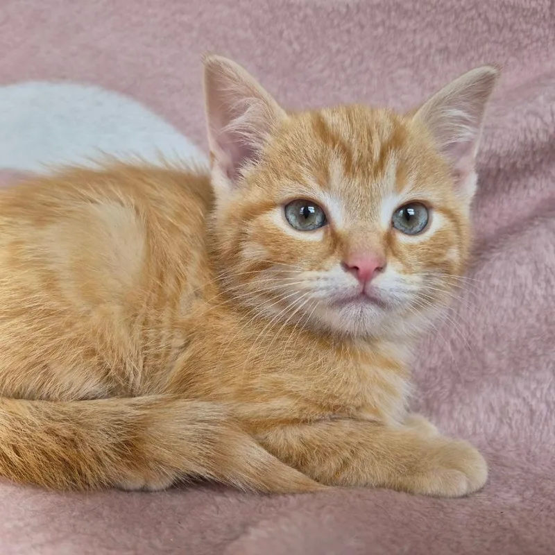 A baby small-sized male Orange / Red Domestic Short Hair cat named Sauron for adoption in Lexington, KY