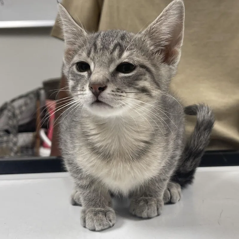 A baby small-sized male Gray / Blue / Silver Domestic Short Hair cat named Finn for adoption in Canton, IL
