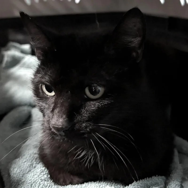 A young small-sized female Domestic Medium Hair cat named Boo for adoption in Jefferson city, TN