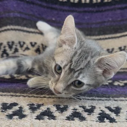 A baby small-sized male Domestic Short Hair cat named Pim for adoption in Janesville, WI