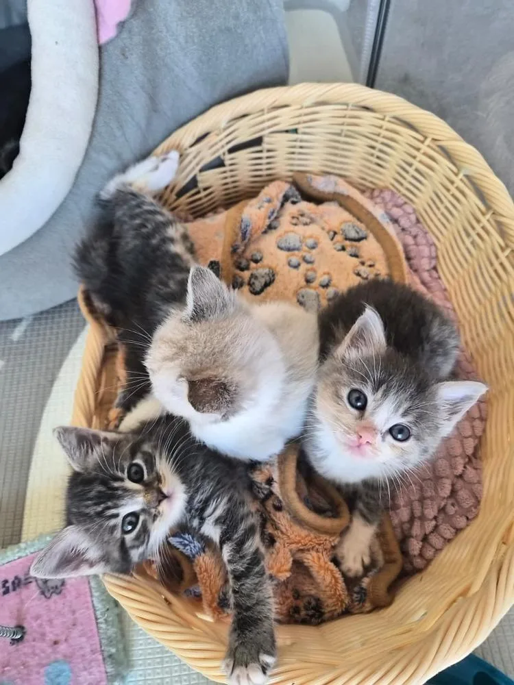 A baby small-sized female Calico cat named Cabana for adoption in Fremont, CA