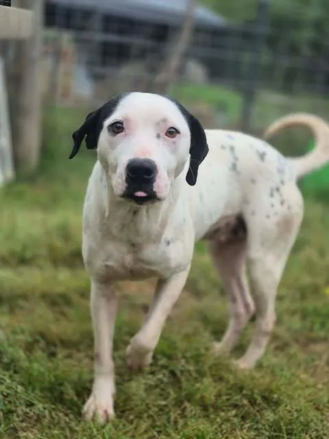 A young medium-sized female White / Cream Pit Bull Terrier dog named Jeanie for adoption in Dover, AR