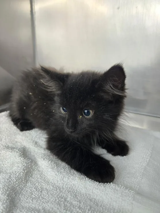 A baby medium-sized male Domestic Medium Hair cat named Charles for adoption in Mount Vernon, OH