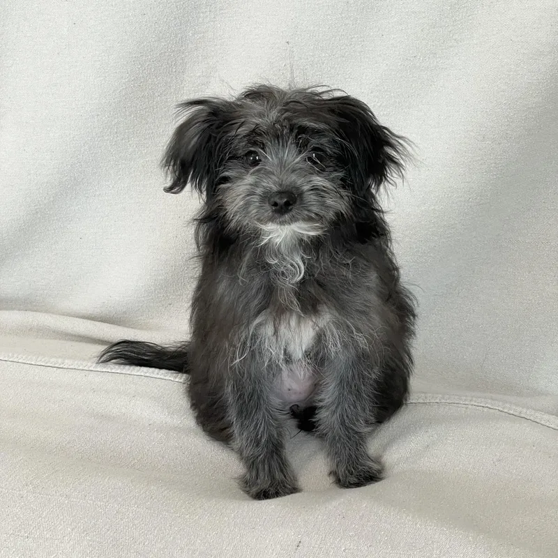 A baby small-sized female Maltipoo dog named Darling Belle for adoption in Burlington, NC