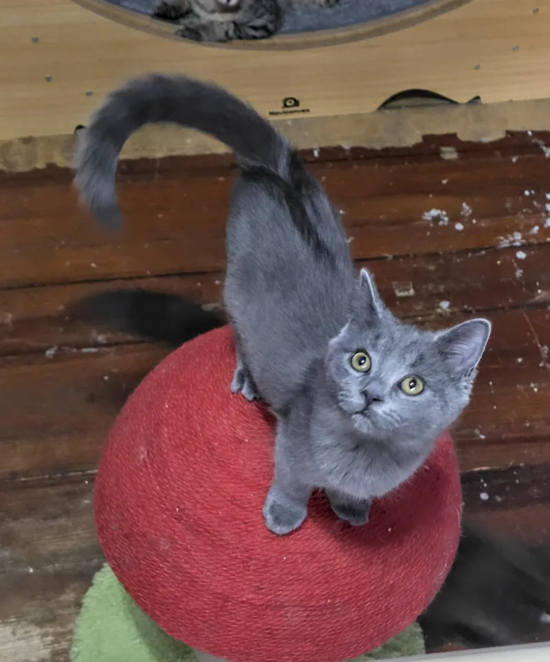 A baby small-sized female Gray / Blue / Silver Domestic Short Hair cat named Tessa for adoption in Greensburg, PA