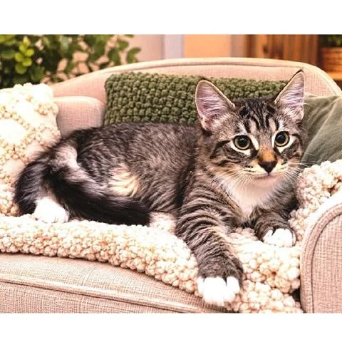 A baby medium-sized female Torbie cat named Christine and Fera for adoption in Salt Lake City, UT