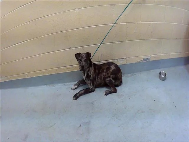 A young large-sized male Pit Bull Terrier dog named Dan for adoption in Tulsa, OK
