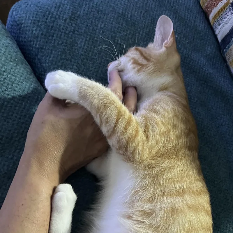 Tangerine Bdl thumbnail 2