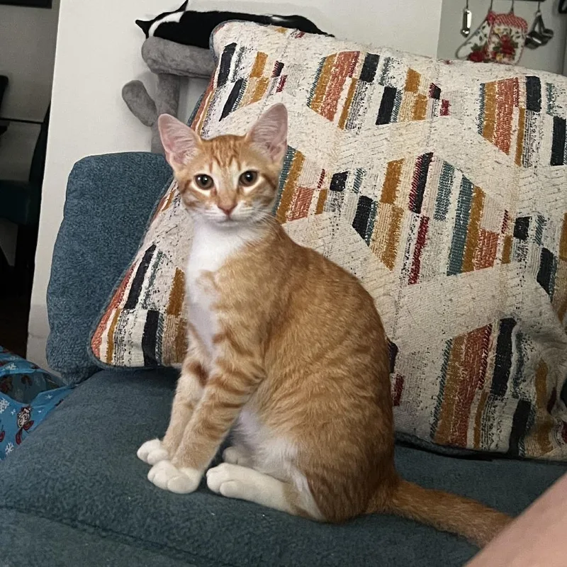 Tangerine Bdl thumbnail 3