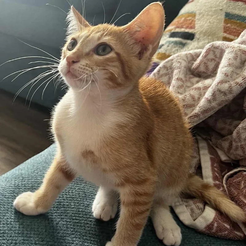 Tangerine Bdl thumbnail 4