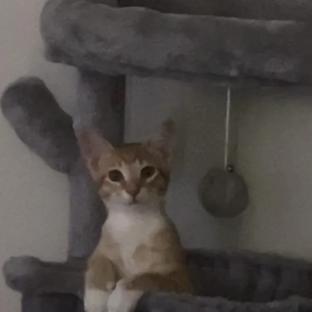 Tangerine Bdl thumbnail 5