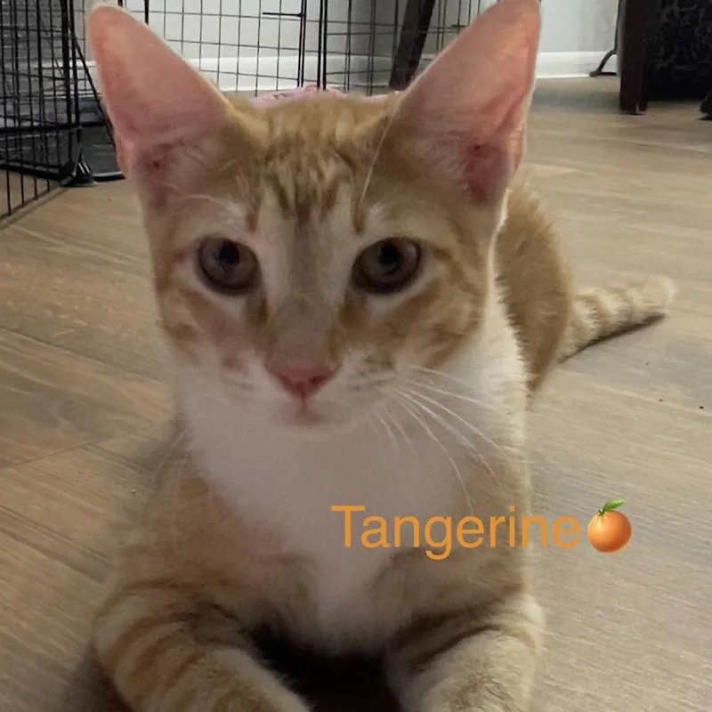 Tangerine Bdl thumbnail 6