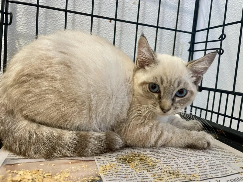 A baby medium-sized female Lilac Point Siamese cat named Pepper for adoption in Venice, CA